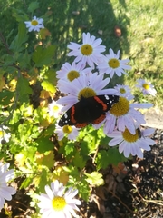 Vanessa atalanta