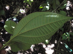 Bellucia mespiloides