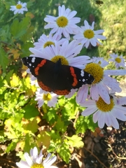 Vanessa atalanta