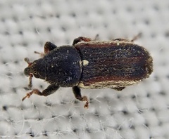 Mecinus circulatus