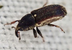 Mecinus circulatus