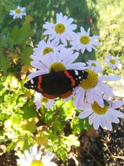 Vanessa atalanta