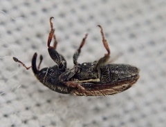 Mecinus circulatus
