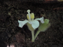 Bellucia mespiloides