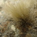 鞘絲藻屬 - Photo 由 Javier 所上傳的 (c) Javier，保留部份權利CC BY