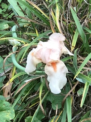 Iris × hybrida