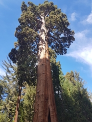 Sequoiadendron