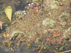 Azolla caroliniana