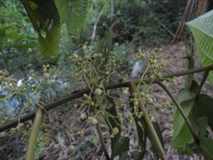 Miconia ostrina