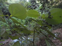 Miconia ostrina