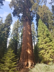 Sequoiadendron