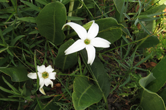 Jaborosa integrifolia