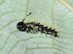 Colobura dirce dirce