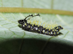 Colobura dirce dirce