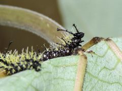 Colobura dirce dirce