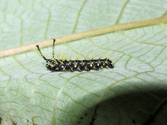 Colobura dirce dirce