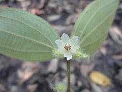 Miconia dentata