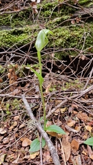 Pterostylis scabrida