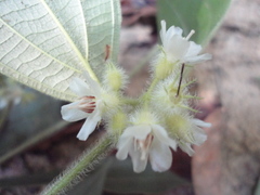 Miconia dentata