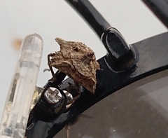 Cyrtocoris
