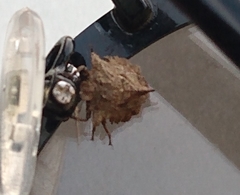 Cyrtocoris
