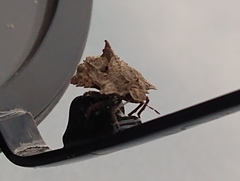 Cyrtocoris