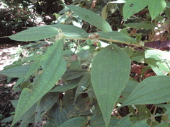 Miconia dentata