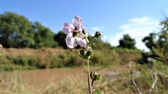 Kosteletzkya depressa