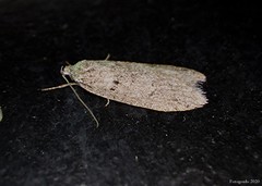 Semioscopis inornata