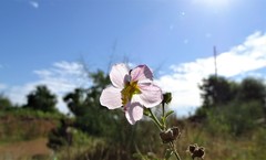 Kosteletzkya depressa