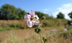 Kosteletzkya depressa