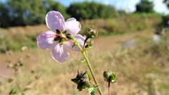 Kosteletzkya depressa