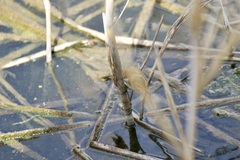 Bradypterus baboecala