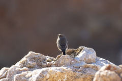 Phoenicurus ochruros