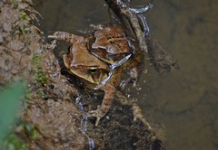 Rhinella henseli