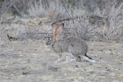 Lepus capensis