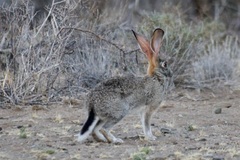 Lepus capensis