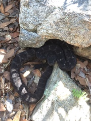 Crotalus cerberus