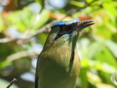 Momotus coeruliceps
