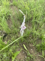 Dierama argyreum