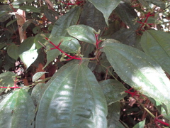 Miconia lateriflora