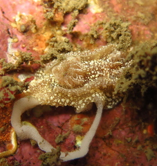 Goniodoris castanea
