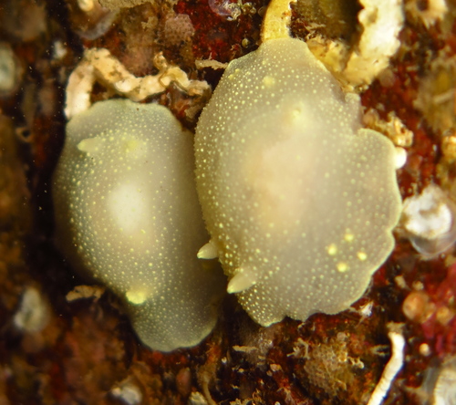 White Atlantic Cadlina