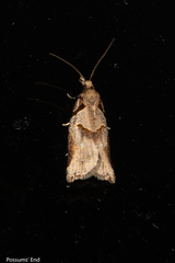 Harmologa amplexana