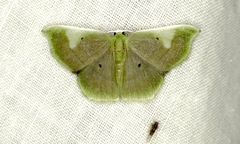 Lissocentra hydatodes