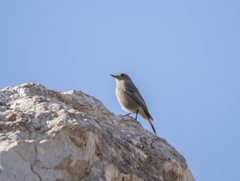 Phoenicurus ochruros