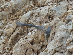 Phoenicurus ochruros