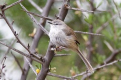 Phragmacia substriata