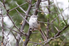 Phragmacia substriata