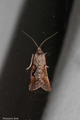 Harmologa scoliastis